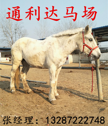 純種阿拉伯馬馬駒哪里有賣(mài)的 蒙古馬馬駒繁育場(chǎng)