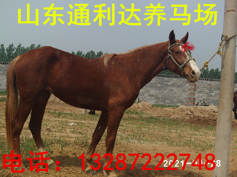 伊犁馬國產(chǎn)伊犁馬 哪里有賣伊犁馬的 伊犁馬什么價(jià)格了 伊犁馬價(jià)原始圖片3
