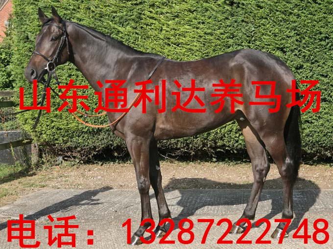 漢川市各種馬匹 婚慶馬 伊犁馬 三河馬 蒙古馬價格 精品騎乘馬