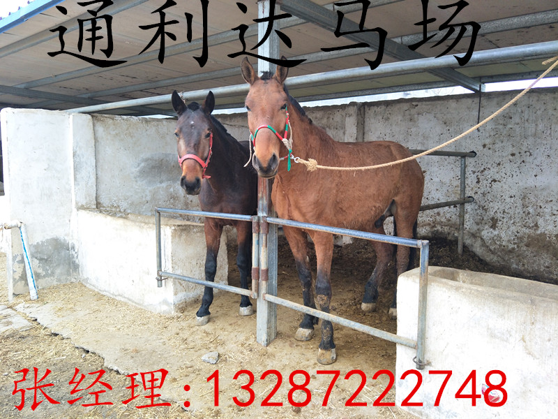 伊犁馬國產(chǎn)伊犁馬 哪里有賣伊犁馬的 伊犁馬什么價(jià)格了 伊犁馬價(jià)