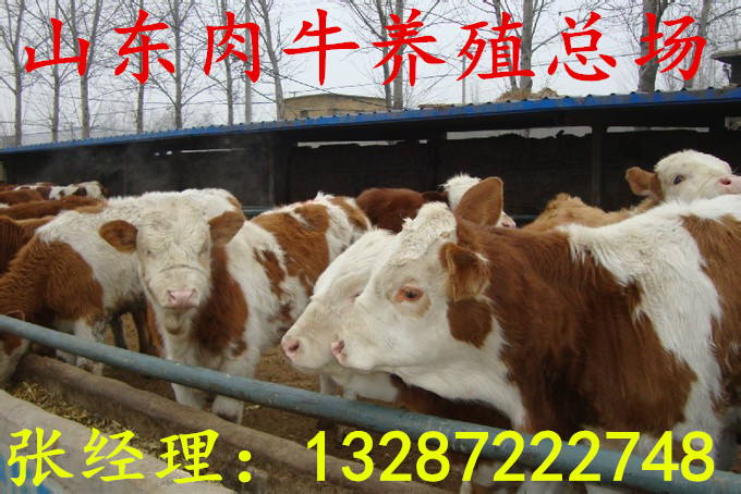 怎么養(yǎng)小牛犢生長速度快 西門塔爾牛種牛價格