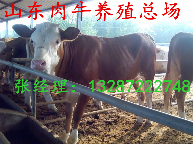 200斤的魯西黃牛小牛犢多少錢山東張氏牧業(yè)養(yǎng)牛場肉牛養(yǎng)殖基地原始圖片2