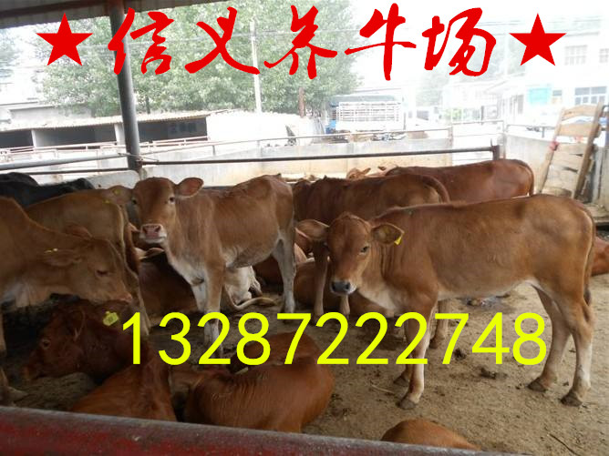 200斤的魯西黃牛小牛犢多少錢山東張氏牧業(yè)養(yǎng)牛場肉牛養(yǎng)殖基地原始圖片3