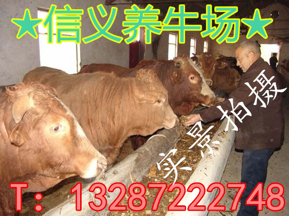 架子牛 魯西黃牛成年牛出欄后可以長多少斤？