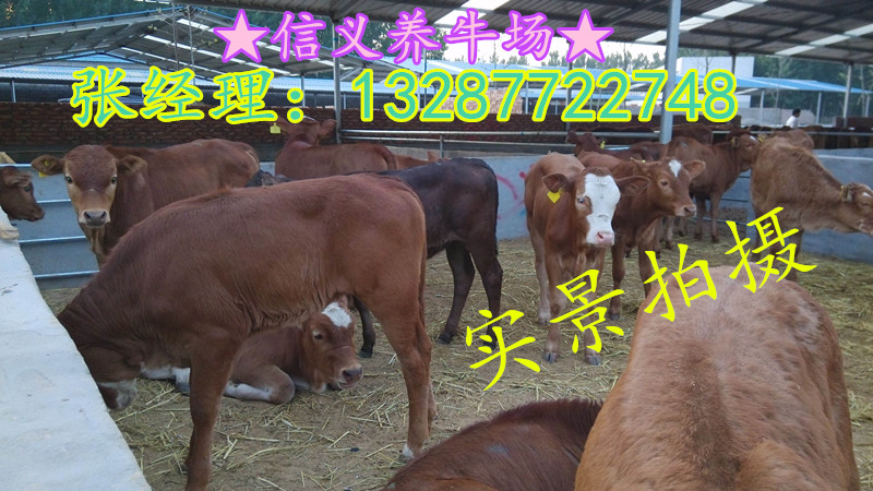 夏洛萊牛是什么顏色的￥長勢怎么樣？？18266769973