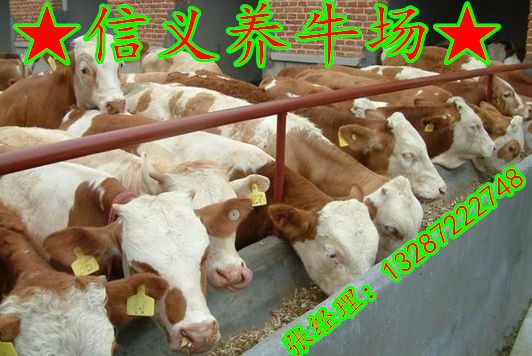 200斤的魯西黃牛小牛犢多少錢山東張氏牧業(yè)養(yǎng)牛場肉牛養(yǎng)殖基地