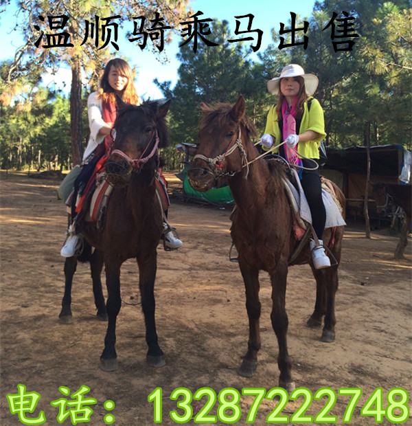 英俊騎乘馬哪個品種的馬屬一屬二的 活體大量出售阿拉伯馬 半血馬