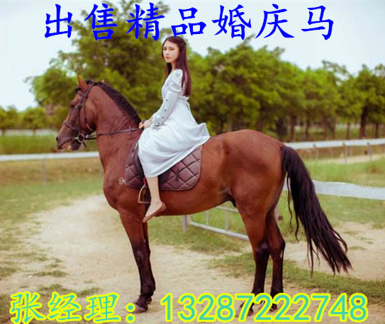 英俊騎乘馬哪個品種的馬屬一屬二的 活體大量出售阿拉伯馬 半血馬
