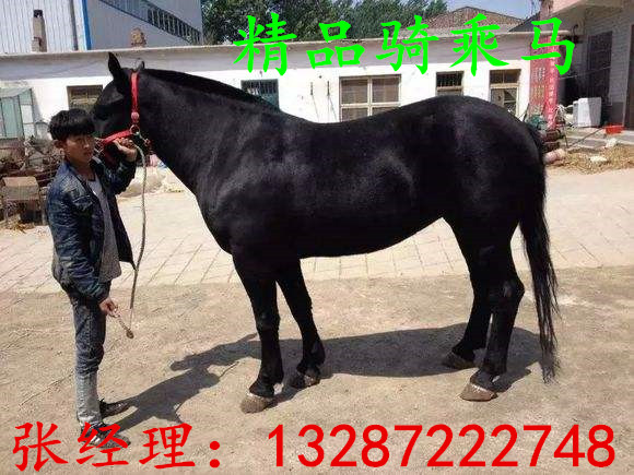 袖珍矮馬 漢宮矮馬湖南氣候適應(yīng)養(yǎng)殖小矮馬嗎