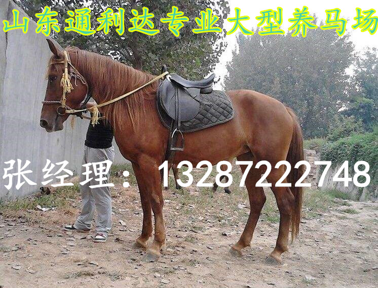 袖珍矮馬 漢宮矮馬湖南氣候適應(yīng)養(yǎng)殖小矮馬嗎