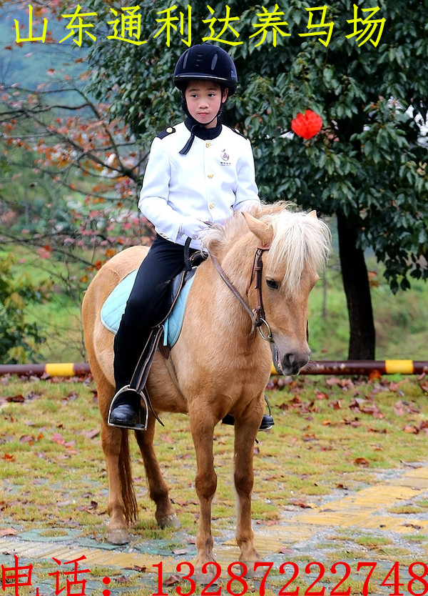 迷你矮馬 袖珍矮馬可以放養(yǎng)嗎 矮馬幾歲屬于是成年矮馬