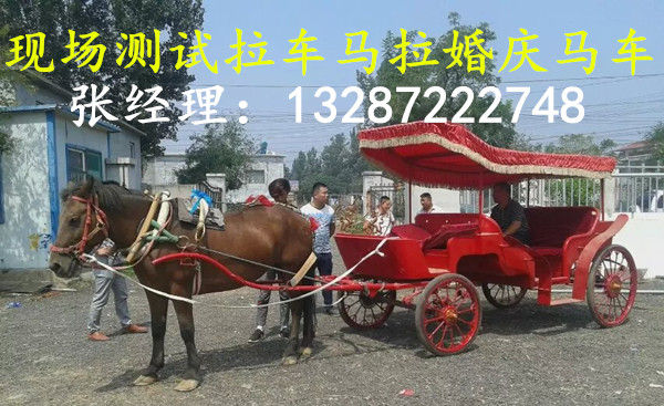 海邊適合養(yǎng)矮馬嗎，矮馬適合在海邊養(yǎng)殖嗎？