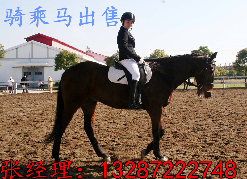 廣西有賣騎乘馬的嗎？蒙古馬 伊犁馬 半血馬養馬基地