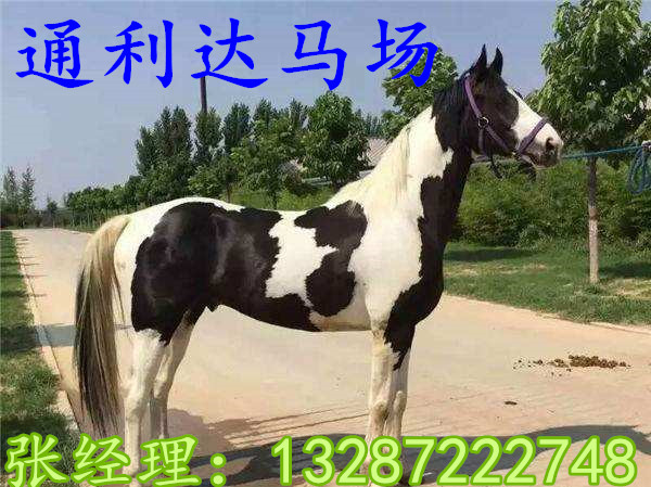 騎乘馬多少錢一匹，阿拉伯馬 半血馬多少錢一匹