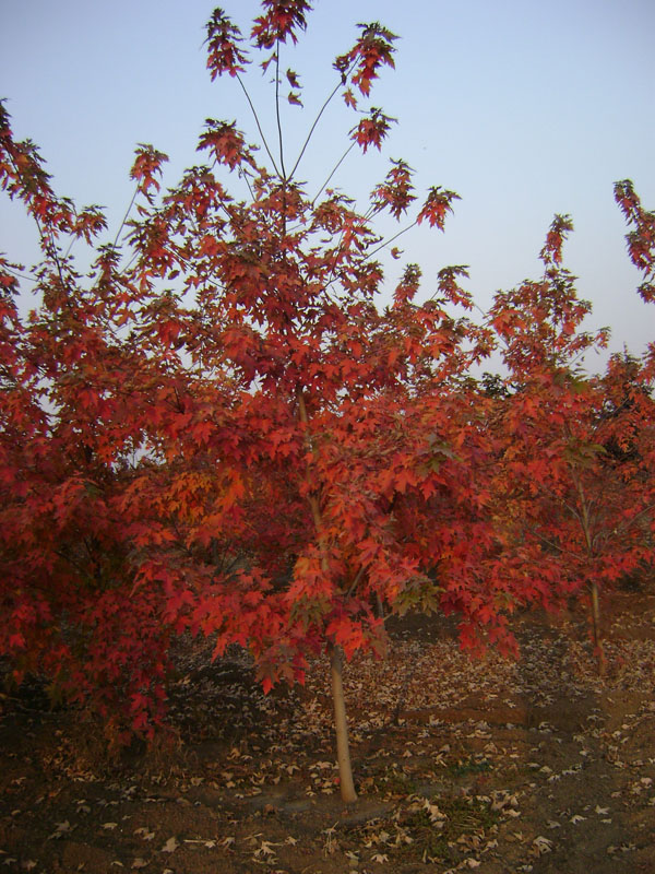 濱州北美紅楓“秋日夢幻”——供應(yīng)山東成活率高的北美紅楓秋日夢幻