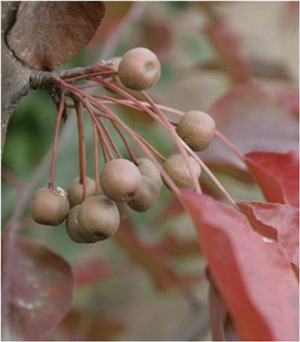 彩葉豆梨種植基地，大量出售山東彩葉豆梨