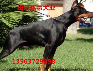 萊州紅犬杜賓犬批發(fā)價格