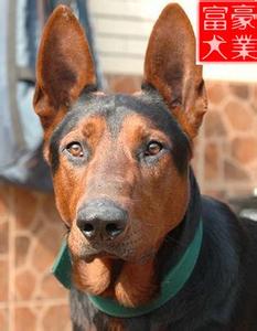 萊州紅犬杜賓犬批發(fā)價格