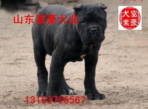 萊州紅犬杜賓犬批發(fā)價格