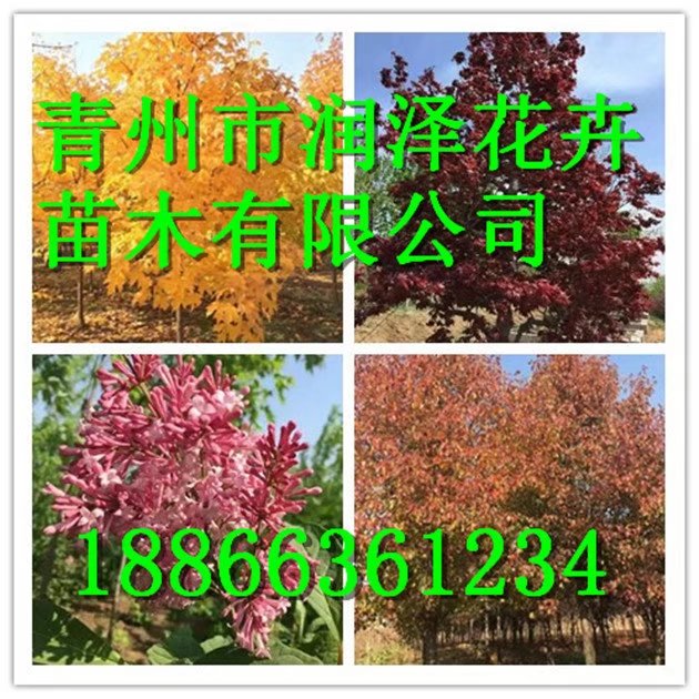 【花叶复叶槭】%【中天玫瑰】=种植基地=润泽花木