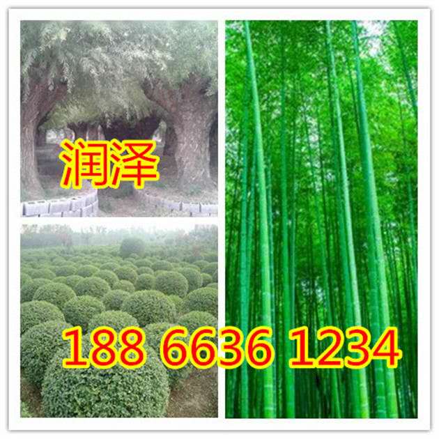 银槭供应种植基地 银槭价格基地 银槭种植