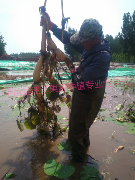 雪藕技術培訓還是平邑雪藕推廣基地好 甘肅雪藕種植技術