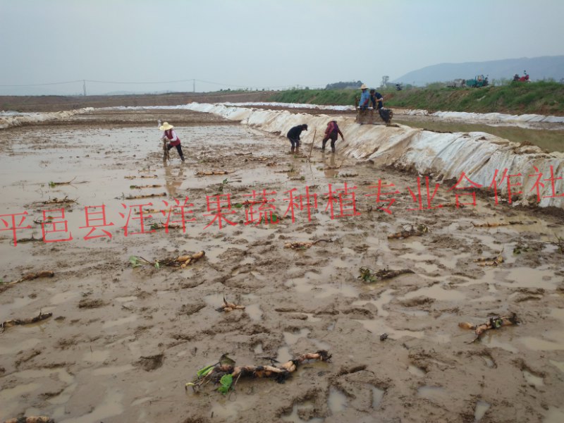 雪藕技術(shù)培訓(xùn)還是平邑雪藕推廣基地好 甘肅雪藕種植技術(shù)