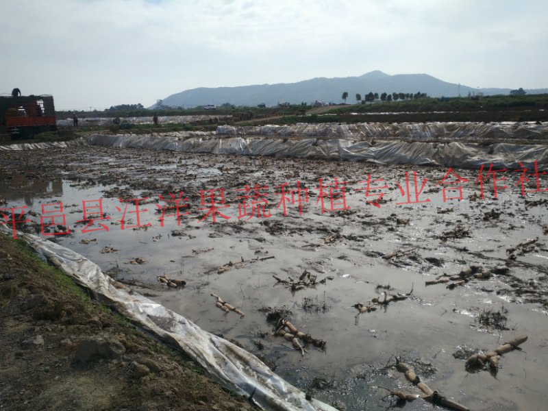 雪藕技術(shù)培訓班就來平邑雪藕推廣基地 廣州雪藕技術(shù)培訓班