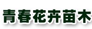 馬鞭草 馬鞭草價格馬鞭草價格   【青春花卉】