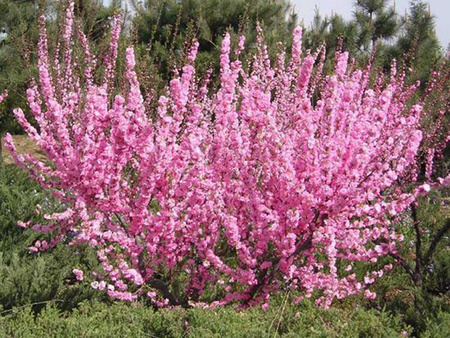 馬鞭草 馬鞭草價格馬鞭草價格   【青春花卉】