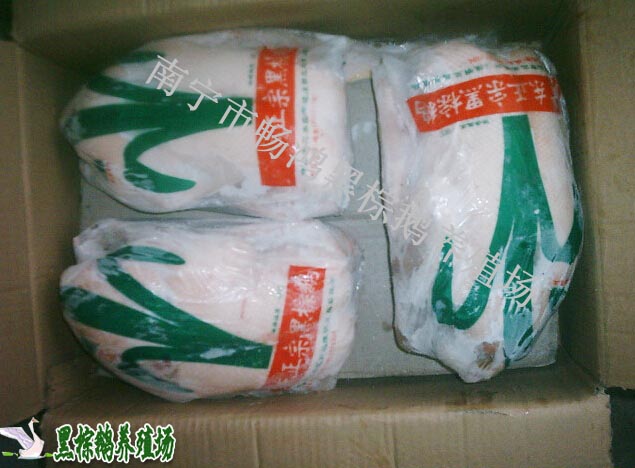 鵝肉上哪買比較實惠：廣西活鵝批發(fā)
