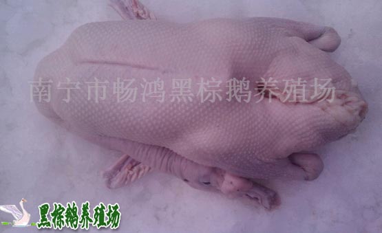 南寧白條鵝供應(yīng)商哪家好——廣西白條鵝批發(fā)