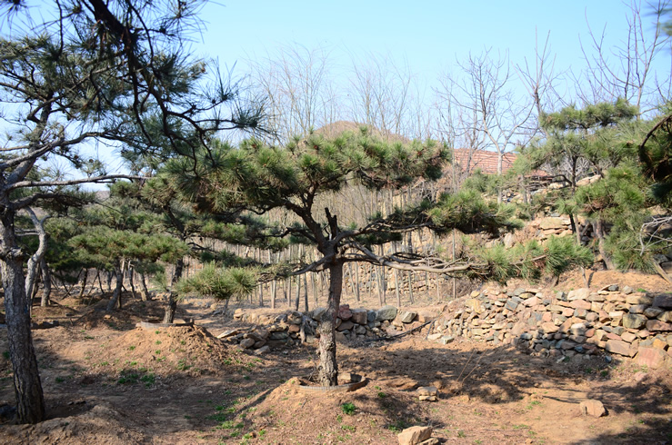 供應山東無病蟲害的造型油松|4米造型油松