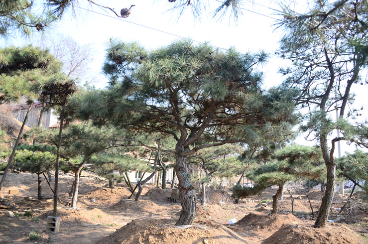 山东老张造型松基地【专业销售】泰山景观松