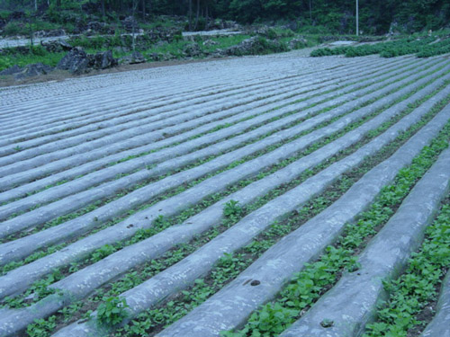 专业河北地膜厂家，优质农用地膜上哪买