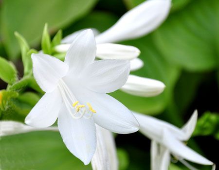 中運花卉批量定購綠化苗木