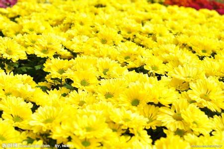 中運花卉批量定購綠化苗木