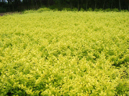 【藝洋感恩我們的顧客】荷花養殖基地 荷花價格 荷花種植基地