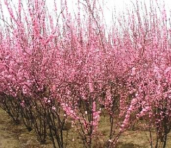 莱芜榆叶梅供应基地哪家好|榆叶梅批发