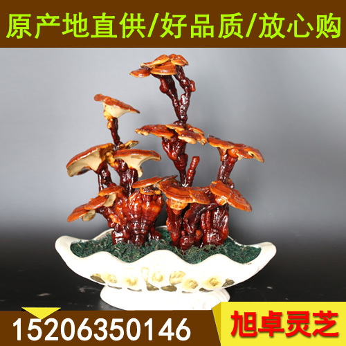 廠家長期供應靈芝菌種 靈芝菌棒 zyjl原始圖片3