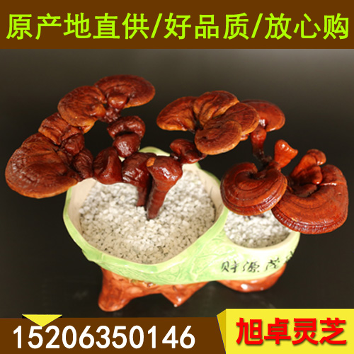 廠家長期供應靈芝菌種 靈芝菌棒 zyjl