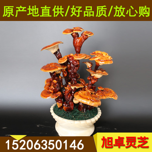 活體靈芝盆景圖片 靈芝片種植基地原始圖片3