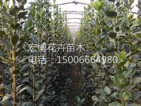 銷(xiāo)量至好的北海道黃楊出售 黃楊種植基地