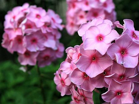 【我要上頭條】大花萱草種植基地&青州大花萱草種植基地【宏博】