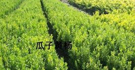 【速度來(lái)襲~】瓜子黃楊生產(chǎn)基地-瓜子黃楊價(jià)格-瓜子黃楊批發(fā)
