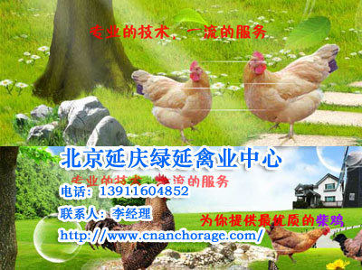 柴雞蛋-北京延慶綠延禽業中心
