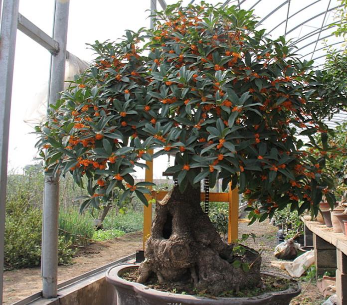 【感恩度娘抓我】桂花小苗價格 桂花批發(fā)價格 山東桂花基地