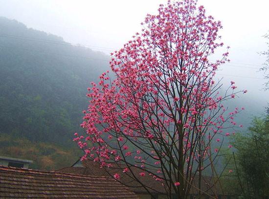 【求購】安徽紅花玉蘭哪里有|安徽紅花玉蘭哪里有賣基地|安徽紅花玉蘭產地