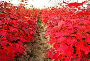 【山東紅火箭紫薇】供應優質紅火箭紫薇