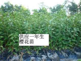 急售櫻花小苗一百萬棵！【山東櫻花小苗】基地